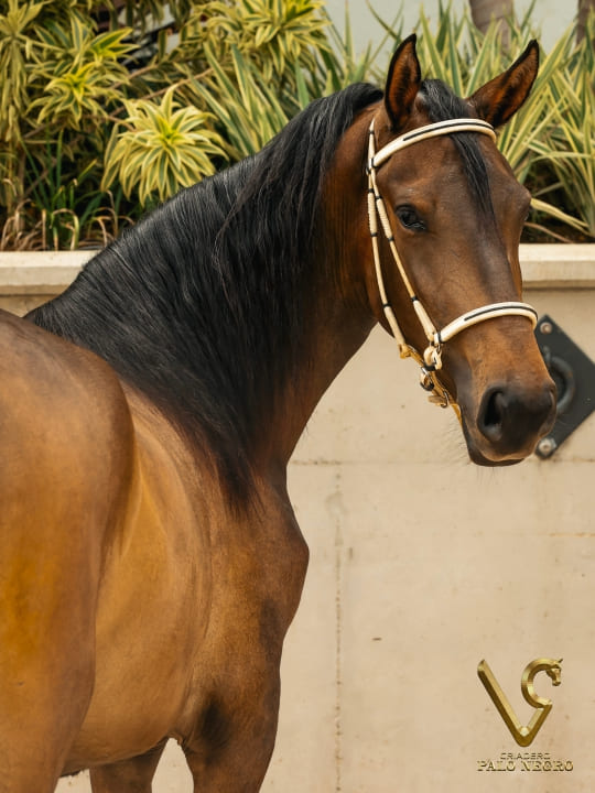 Unika de Uno de la Cristalina