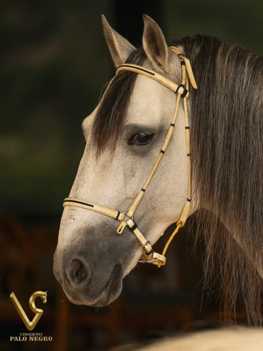 Aurelio M de las Bermudas / Servicio Reproductivo (Semen)