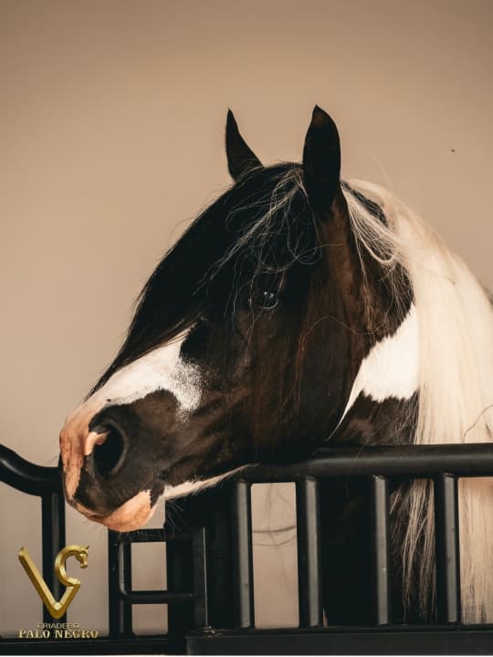 Comanche / Servicio Reproductivo (Semen)