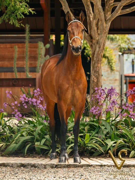 Excesiva de las Diosas / Embrión