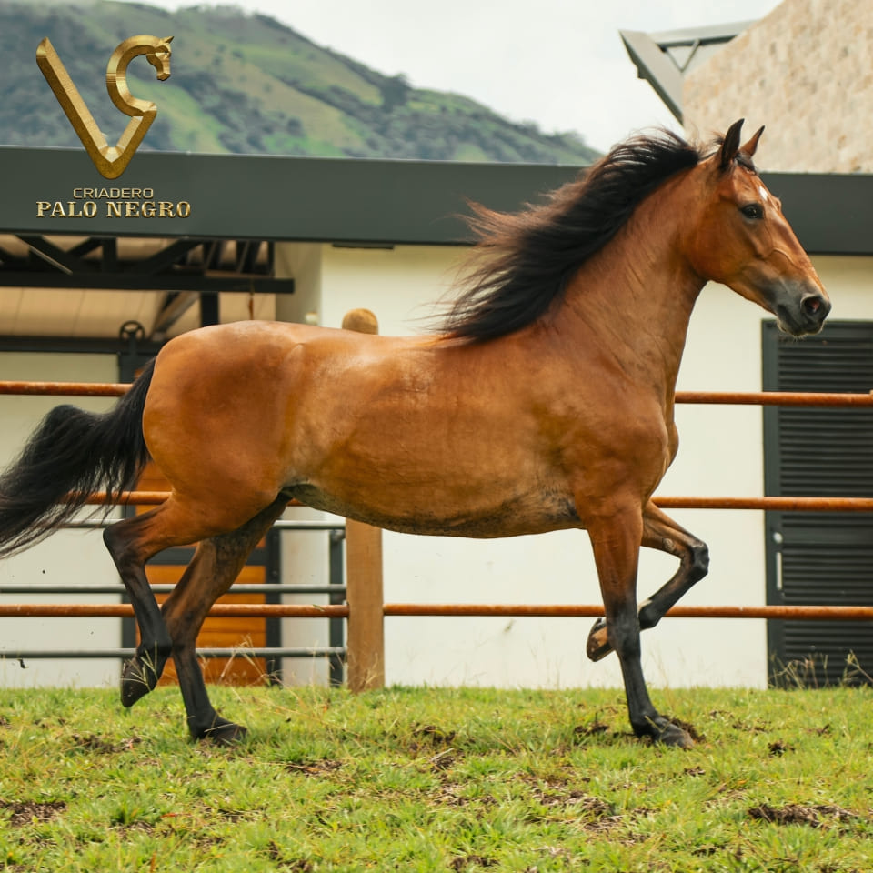 Especialización en aires Diagonales y Laterales