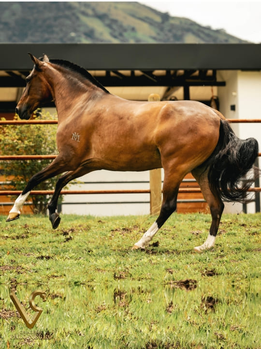 Réplica de Villa María / Embrión