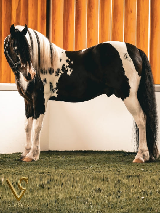 Comanche / Servicio Reproductivo (Semen)