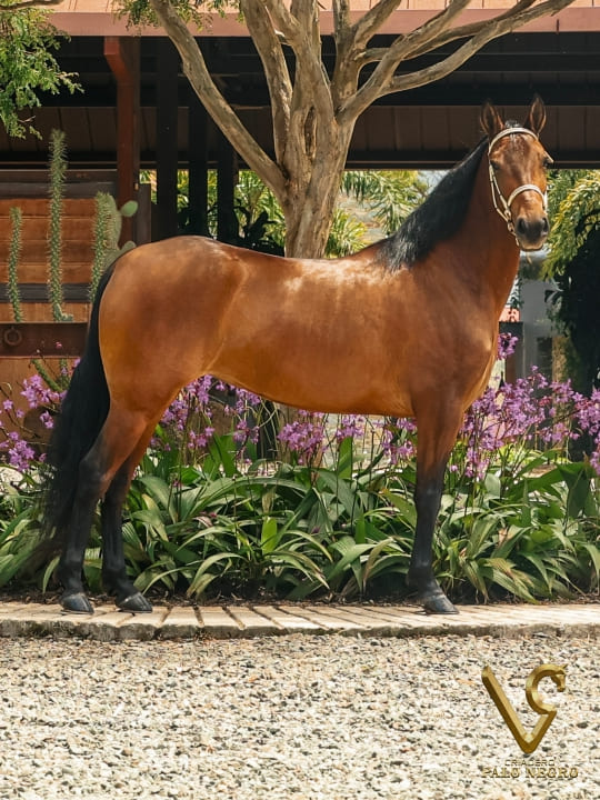 Excesiva de las Diosas / Embrión