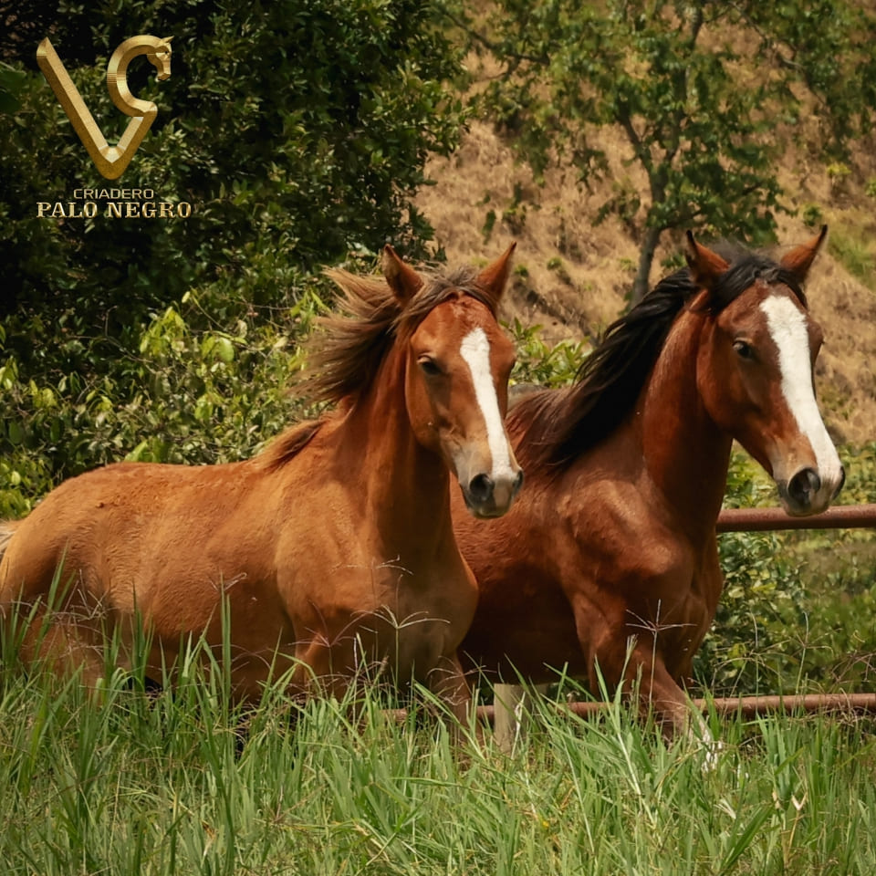 Un enfoque holístico en la crianza