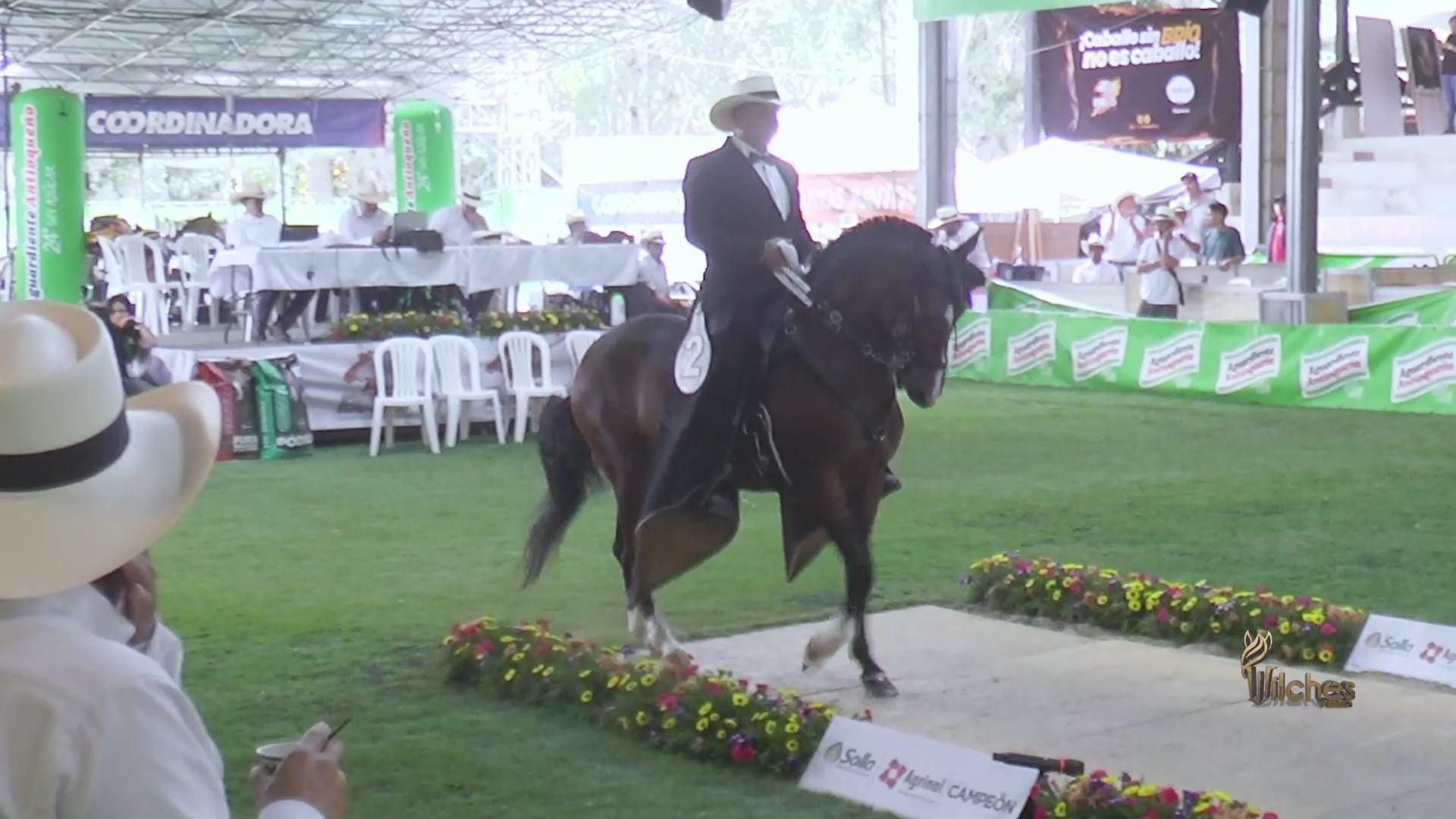 Tirana de Palonegro / Embrión