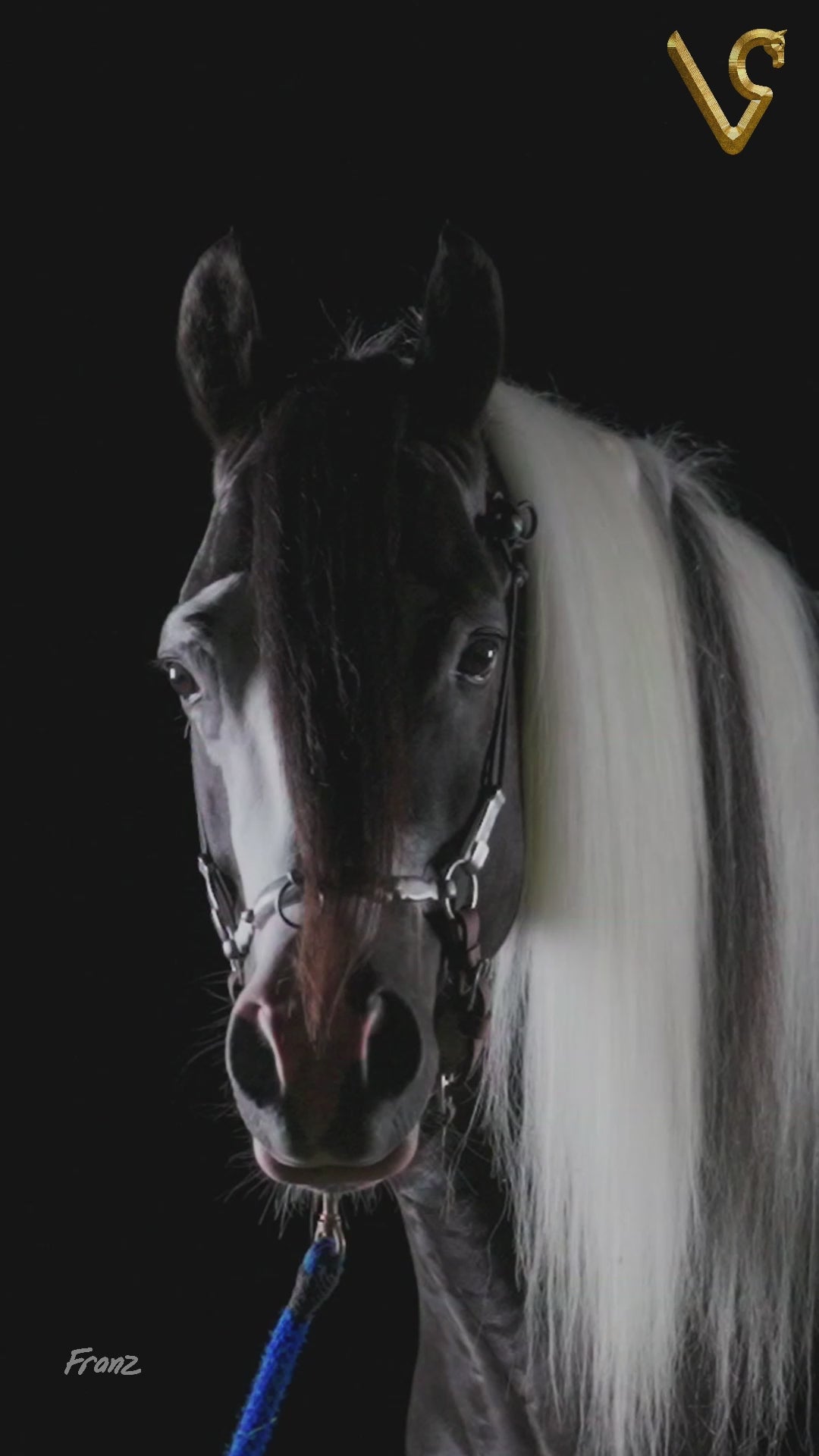 Comanche / Servicio Reproductivo (Semen)