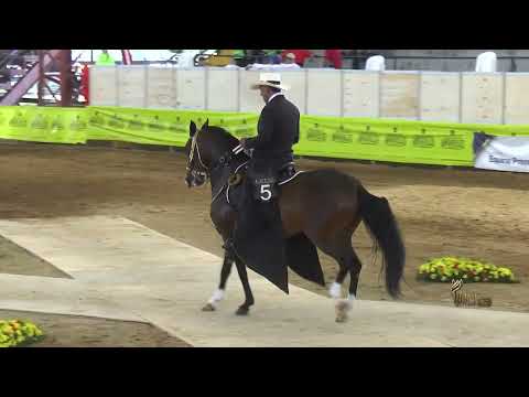 Tirana de Palonegro / Embrión